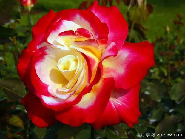 花大香濃艷麗，養(yǎng)月季就選紅雙喜(圖1)