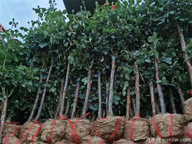 山東樹狀月季花開得不大，可以怎樣做呢？(圖1)