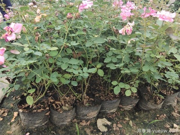 養(yǎng)盆花月季一般這幾點做好，月季開花也不愁了(圖1)