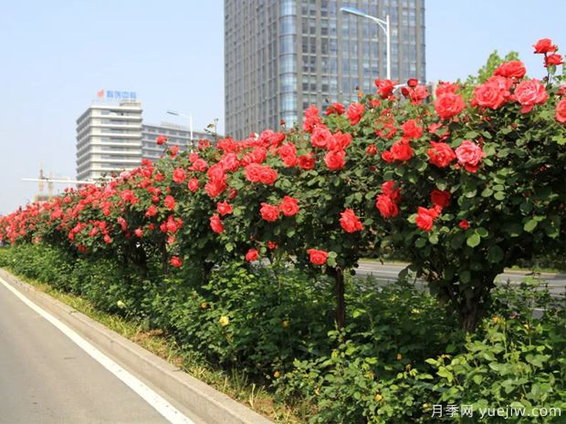 月季樹品種高貴典雅、花型花色多樣(圖1)