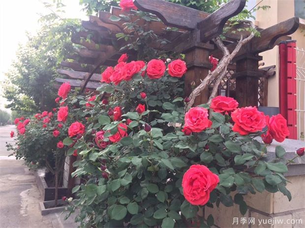 月季大樹(shù)移植樹(shù)體保濕的三種方法(圖1)