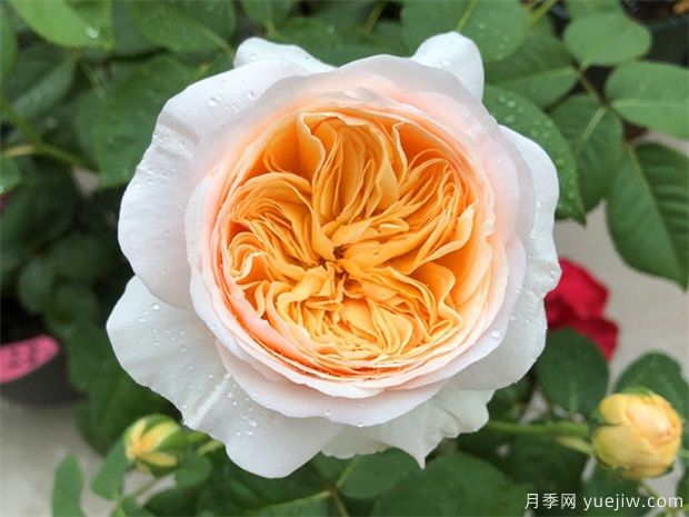 100種月季玫瑰品種圖鑒大全，你認(rèn)識(shí)有沒有超過10個(gè)？(圖2)