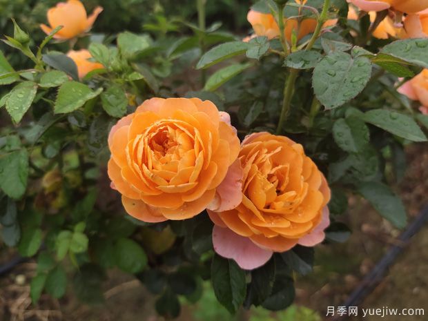 秋天必養(yǎng)的月季品種，漂亮的月季花品種太多了(圖2)