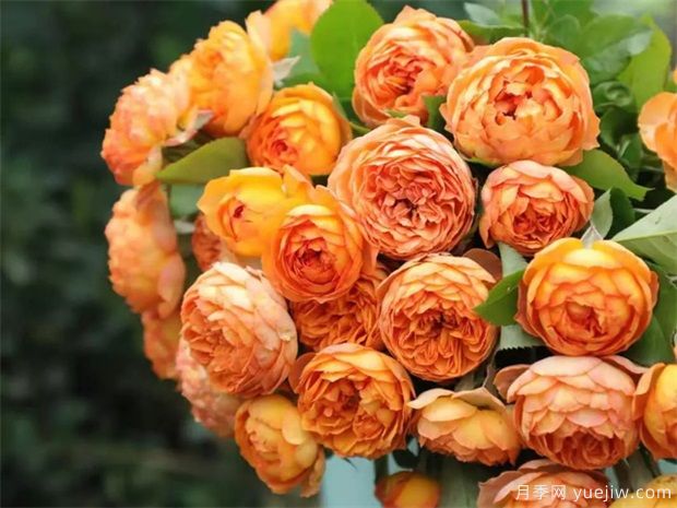 秋天必養(yǎng)的月季品種，漂亮的月季花品種太多了(圖5)