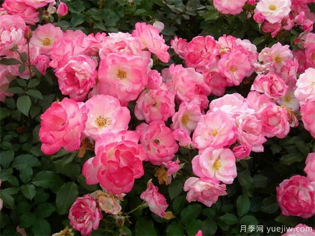 推薦給新手10大藤本月季品種，輕松選擇(圖5)