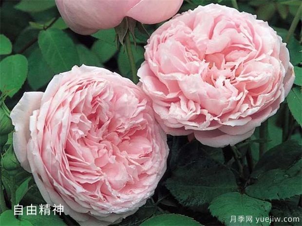 推薦給新手10大藤本月季品種，輕松選擇(圖7)