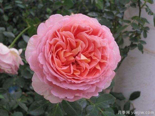 2024年熱門20個(gè)經(jīng)典藤本月季品種，做月季花墻你喜歡(圖15)