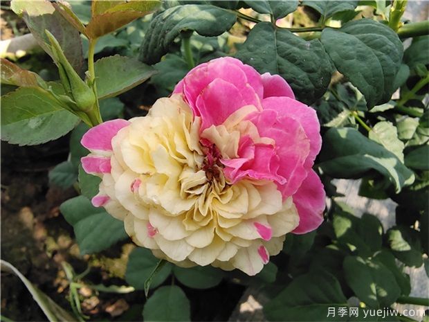 推薦88個***美月季品種，讓花友美到心醉，陶醉其中(圖1)