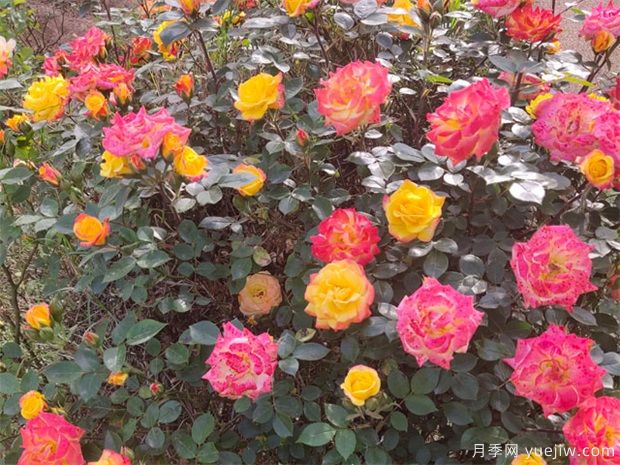 推薦88個***美月季品種，讓花友美到心醉，陶醉其中(圖17)