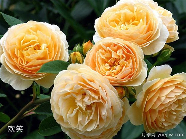 推薦88個***美月季品種，讓花友美到心醉，陶醉其中(圖19)