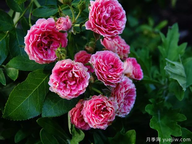 長(zhǎng)勢(shì)很快的一個(gè)爬藤月季，種下一棵胭脂扣月季(圖2)