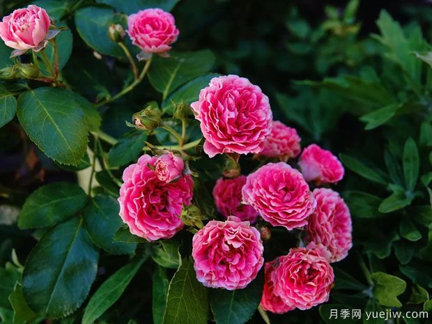 長(zhǎng)勢(shì)很快的一個(gè)爬藤月季，種下一棵胭脂扣月季(圖1)