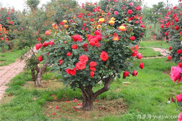 超百年的古樁月季，一樹花開多色，世上罕見(圖1)