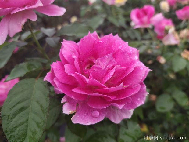 推薦5個超級勤花月季品種，季季有花賞(圖2)