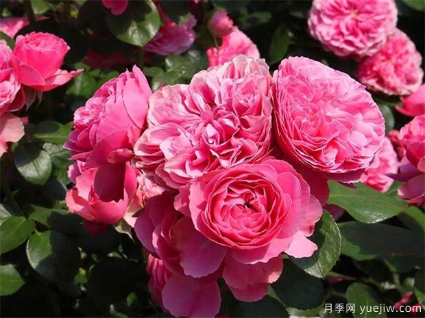 推薦5個深受歡迎的月季品種，人人喜歡(圖1)