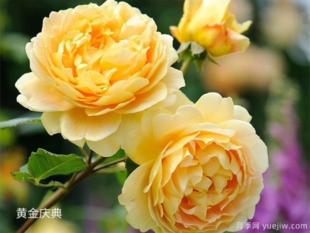 推薦5個深受歡迎的月季品種，人人喜歡(圖2)
