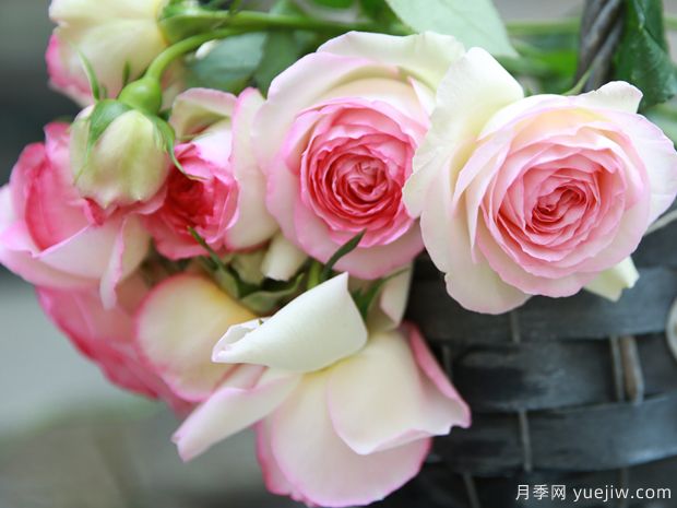 推薦5個深受歡迎的月季品種，人人喜歡(圖4)