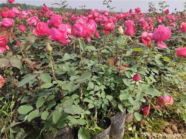 夏季月季如何養(yǎng)，分享幾個(gè)技巧(圖1)