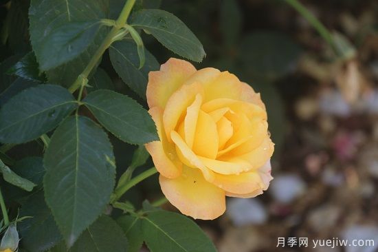 月季修剪有舍才有得，月季該如何修剪(圖1)