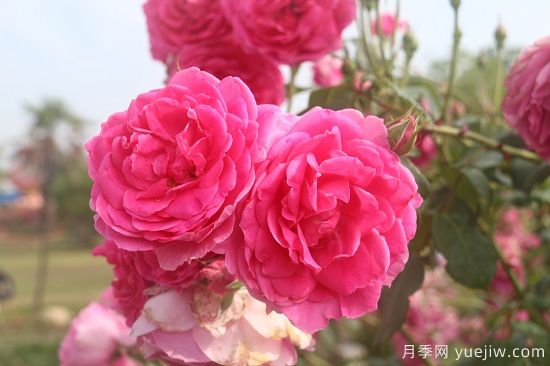月季修剪有舍才有得，月季該如何修剪(圖2)