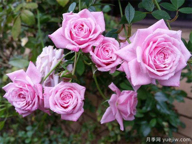月季花有什么用？(圖1)