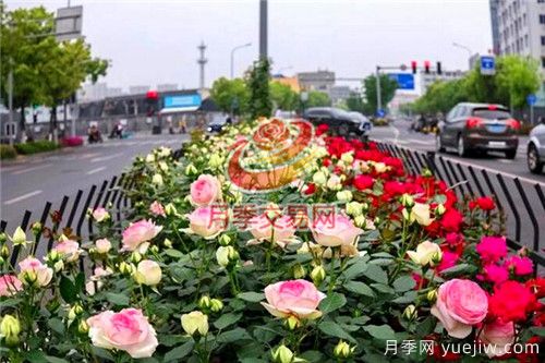 城市內(nèi)建設“月季大道”竟這么流行！(圖2)