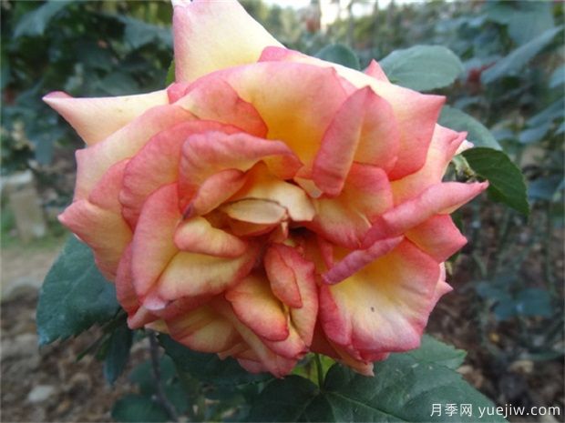 盆栽“月季花”六月做好這幾點，月季花開不斷(圖1)
