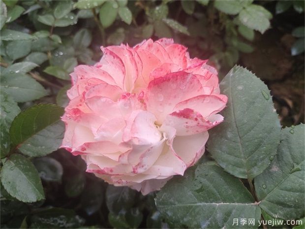 月季花田如何除草？(圖1)
