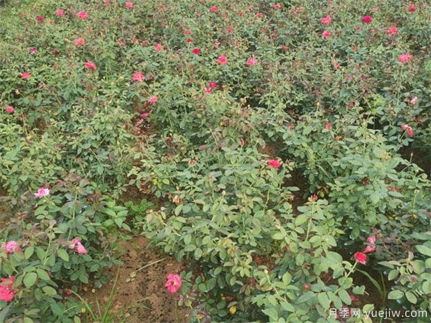 月季紅蜘蛛用什么藥？(圖1)