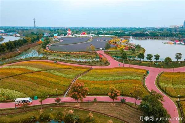 鹽城荷蘭花海，離荷蘭美麗的花卉很近(圖1)