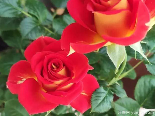 盆栽月季新寵-雙魚座陽臺，美若玫瑰四季都開花(圖1)