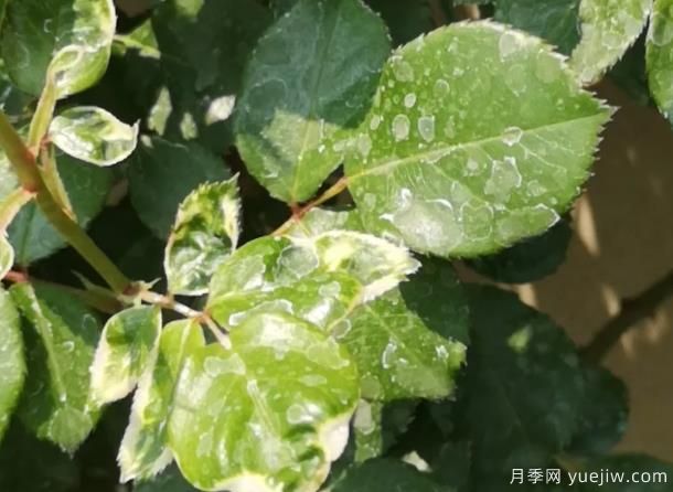 秋天做好4點防止月季藥害，藥害發(fā)生后如何緩解(圖1)