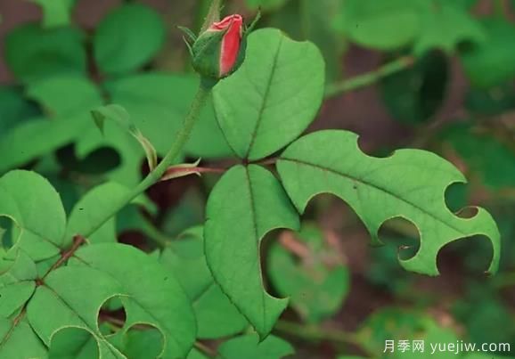 3招驅(qū)趕切葉蜂，再也不會啃月季的葉片(圖1)