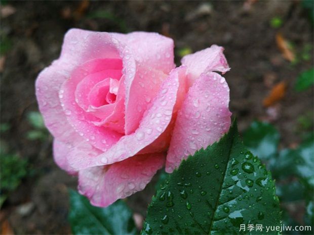 盆景不懂澆水？嚴重脫水的盆景應該如何急救？(圖1)