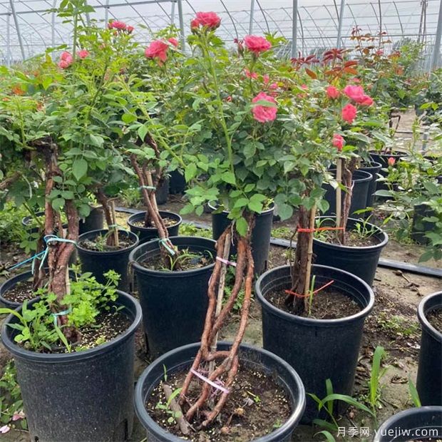 盆景花木常用樹種及習性介紹(圖1)