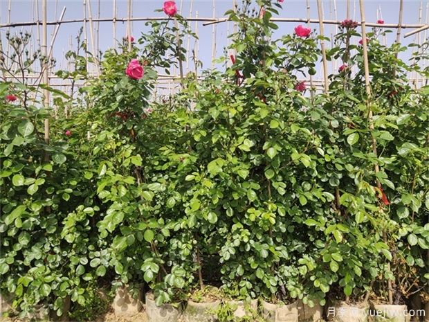 月季花苗干枯之后如何救活？(圖1)