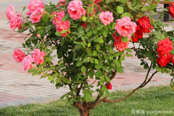 月季樹苗大概多少錢一棵？南陽產(chǎn)地價格美麗(圖1)