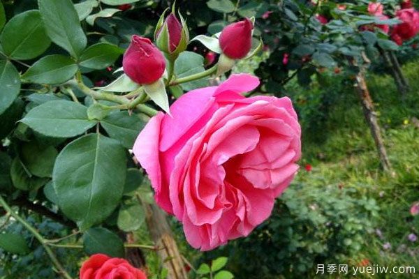 月季樹苗大概多少錢一棵？南陽產(chǎn)地價格美麗(圖2)