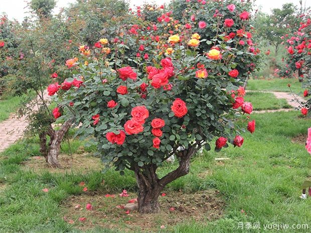 樹型月季花嫁接哪個(gè)品種好？(圖1)