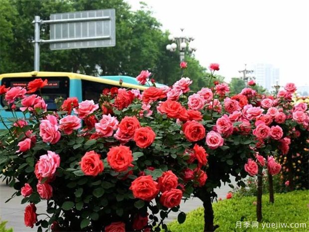 苗木價格變化快，如何抓住機會賣出高價(圖1)