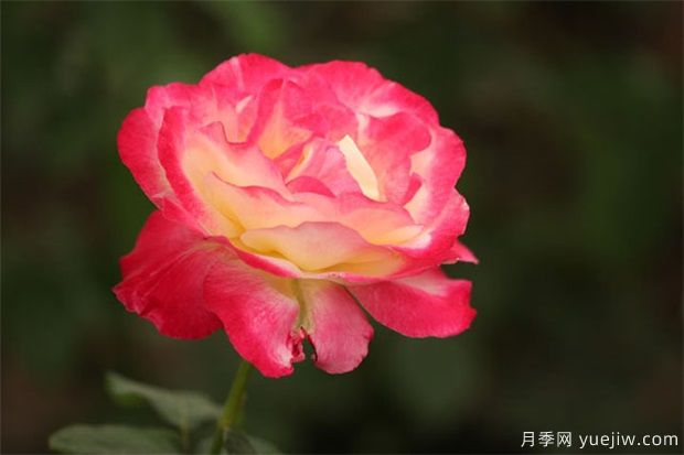 怎樣預(yù)防月季黑斑??？(圖1)