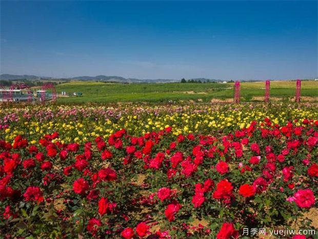如何區(qū)別月季、玫瑰、薔薇(圖1)