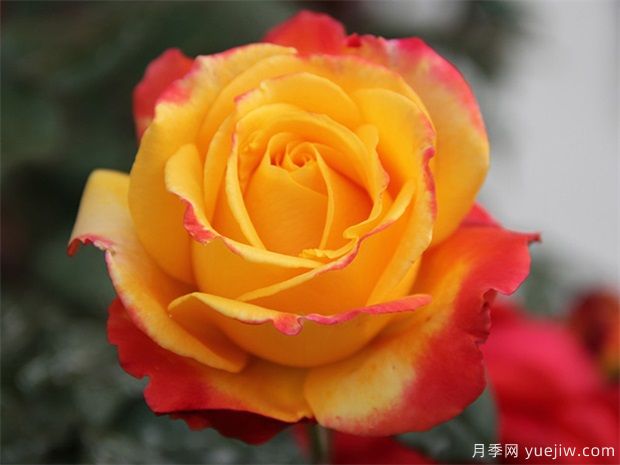 各國(guó)玫瑰花的傳說(圖1)