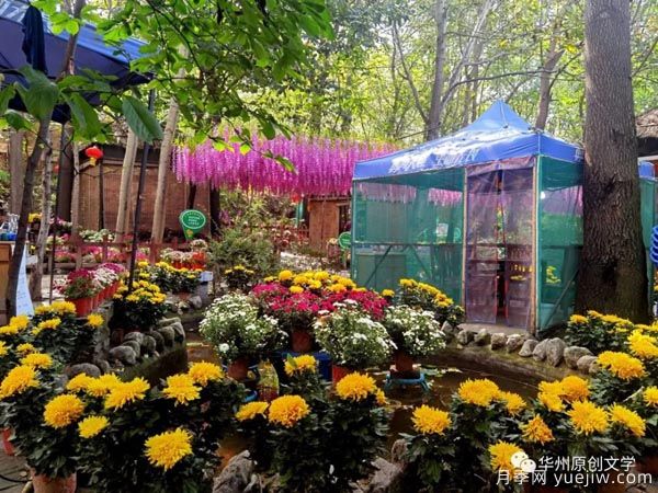 渭南華州南山下數(shù)萬(wàn)盆菊花爭(zhēng)奇斗艷，國(guó)慶節(jié)美不勝收(圖2)