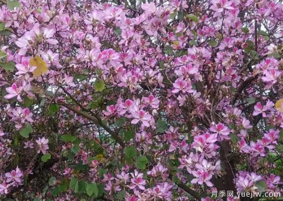 南方城市道路兩邊的觀花主力軍！(圖1)