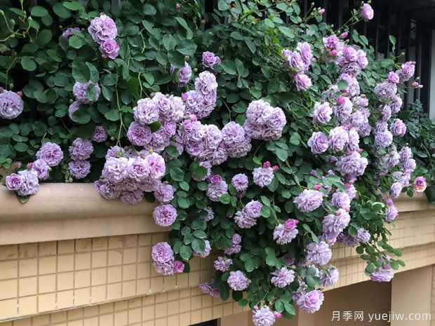 藍(lán)色陰雨?和?藍(lán)色?風(fēng)暴，哪個(gè)月季花更優(yōu)秀？(圖2)