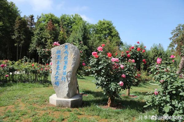 月季與美麗鄉(xiāng)村：保山騰沖老寨子，花在我眼前盛開(圖1)