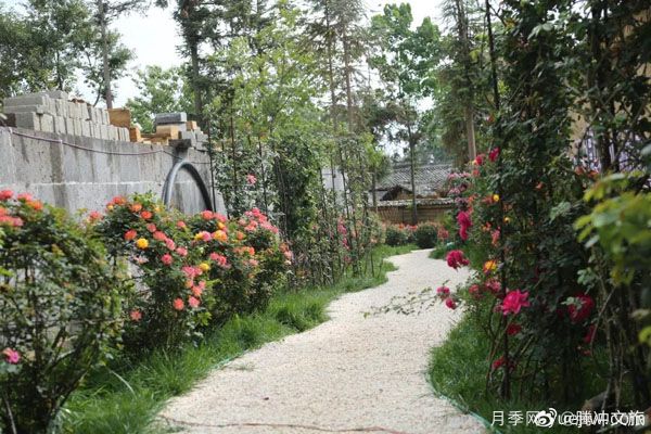 月季與美麗鄉(xiāng)村：保山騰沖老寨子，花在我眼前盛開(圖2)