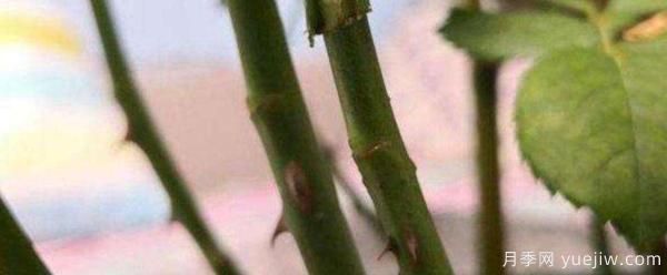 小青桿樹狀月季栽培如何管理？嫁接怎么做？(圖1)