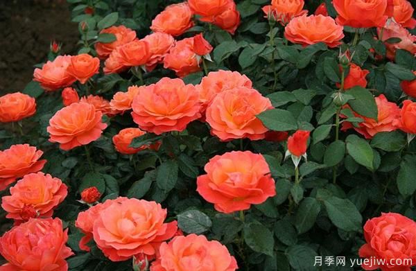 嫁接樹(shù)狀月季可以用什么品種的月季？(圖1)